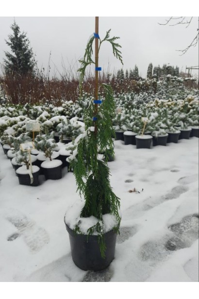 Кипарисовик нутканский Джубили - 7.5л/вис.80-100см/Ø20-25см